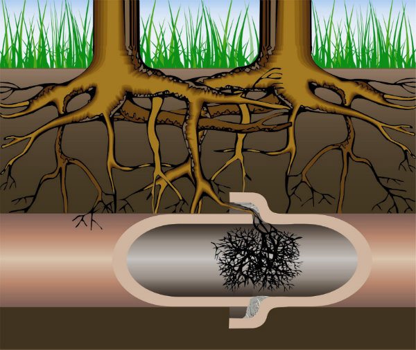 Intrusion of Tree Roots in Sewer Line can be Unpleasant